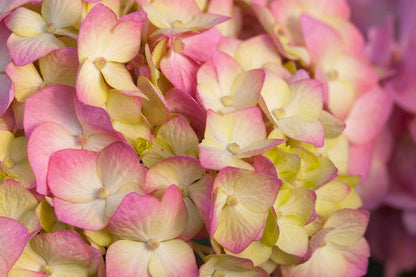 Hydrangea - Endless Summer - Bloomstruck - Purple to Pink
