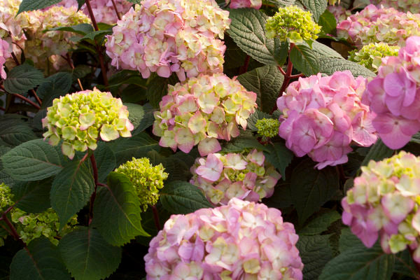 Hydrangea - Endless Summer - Bloomstruck - Purple to Pink