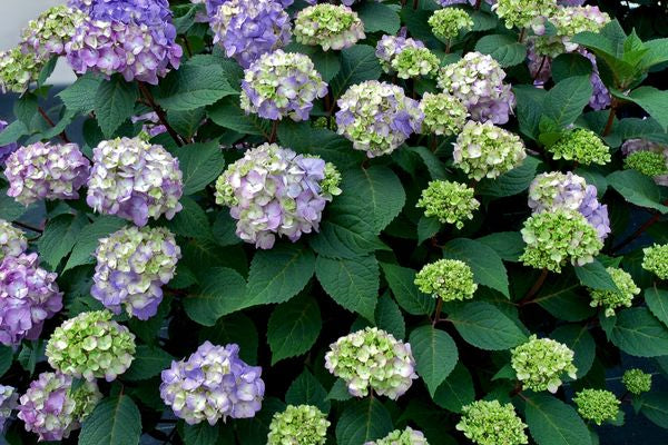 Hydrangea - Endless Summer - Bloomstruck - Purple to Pink