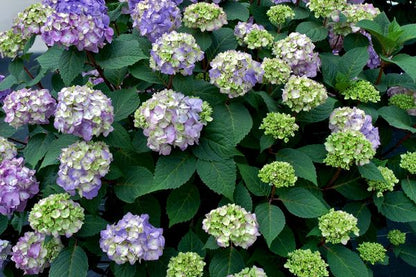 Hydrangea - Endless Summer - Bloomstruck - Purple to Pink