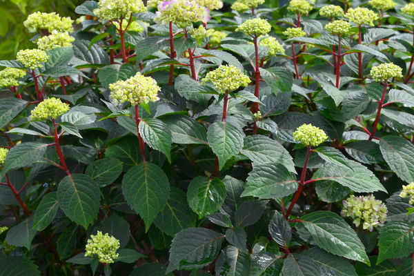 Hydrangea - Endless Summer - Bloomstruck - Purple to Pink