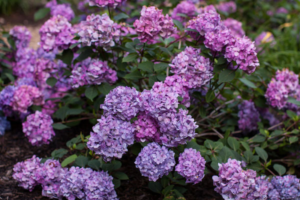 Hydrangea - Endless Summer - Bloomstruck - Purple to Pink