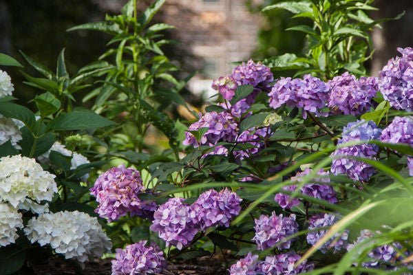 Hydrangea - Endless Summer - Bloomstruck - Purple to Pink