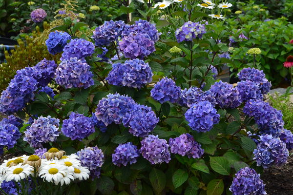 Hydrangea - Endless Summer - Bloomstruck - Purple to Pink