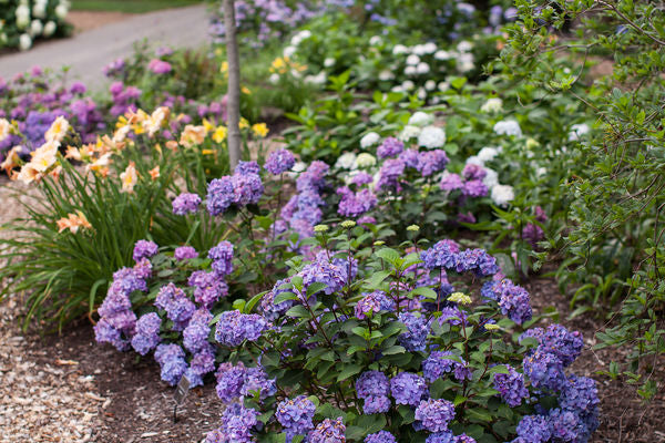 Hydrangea - Endless Summer - Bloomstruck - Purple to Pink