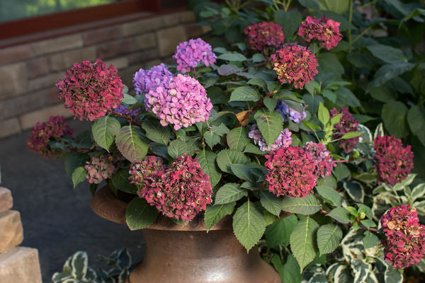 Hydrangea - Endless Summer - Bloomstruck - Purple to Pink