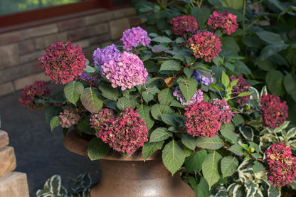 Hydrangea - Endless Summer - Bloomstruck - Purple to Pink