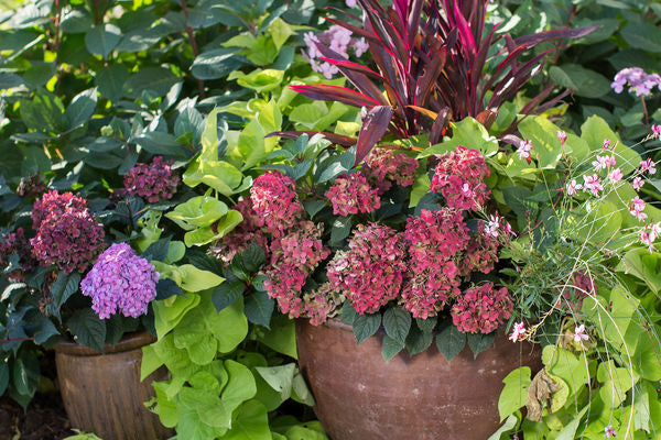 Hydrangea - Endless Summer - Bloomstruck - Purple to Pink
