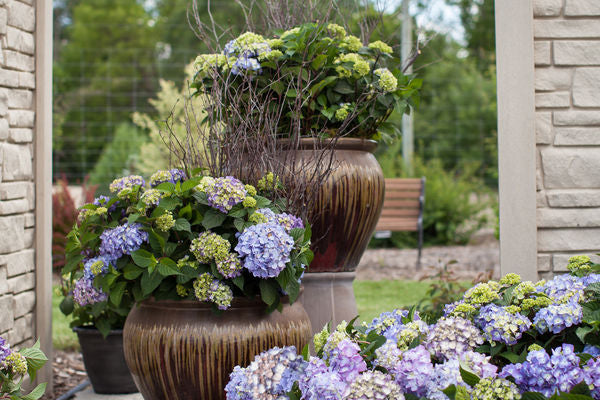 Hydrangea - Endless Summer - Bloomstruck - Purple to Pink