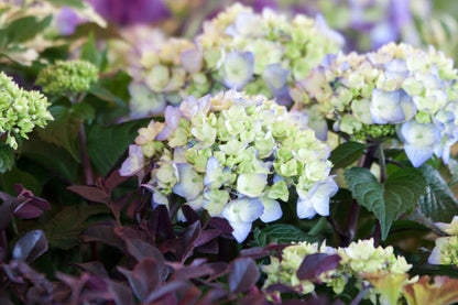 Hydrangea - Endless Summer - Bloomstruck - Purple to Pink