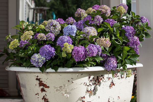 Hydrangea - Endless Summer - Bloomstruck - Purple to Pink