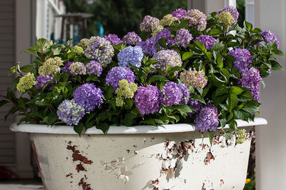 Hydrangea - Endless Summer - Bloomstruck - Purple to Pink