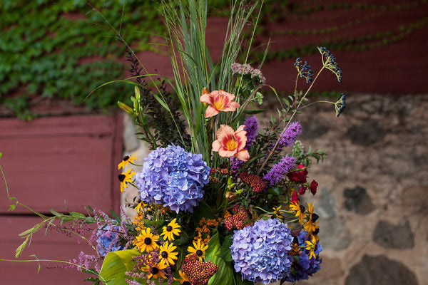 Hydrangea - Endless Summer - Bloomstruck - Purple to Pink