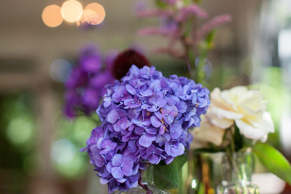 Hydrangea - Endless Summer - Bloomstruck - Purple to Pink