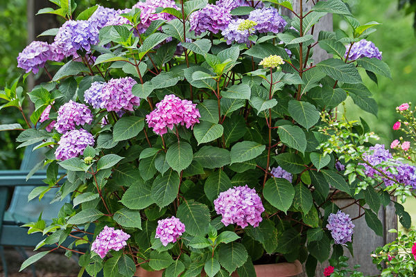 Hydrangea - Endless Summer - Bloomstruck - Purple to Pink