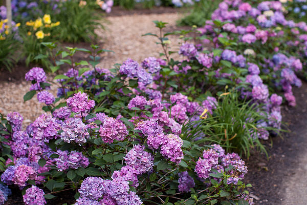 Hydrangea - Endless Summer - Bloomstruck - Purple to Pink