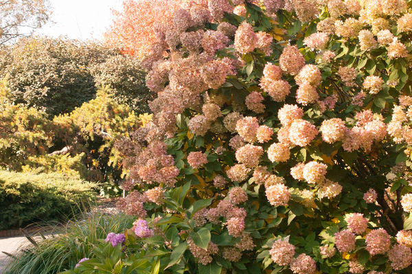 Hydrangea - Limelight