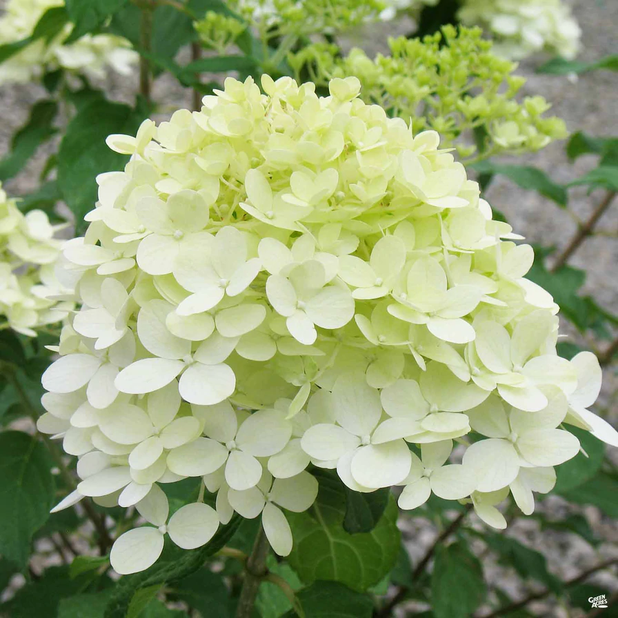 Hydrangea - Limelight