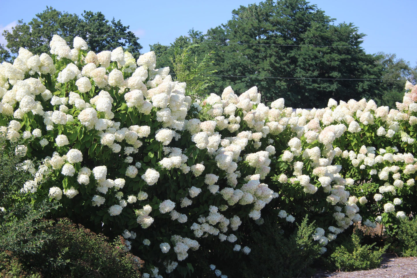 Hydrangea - Limelight