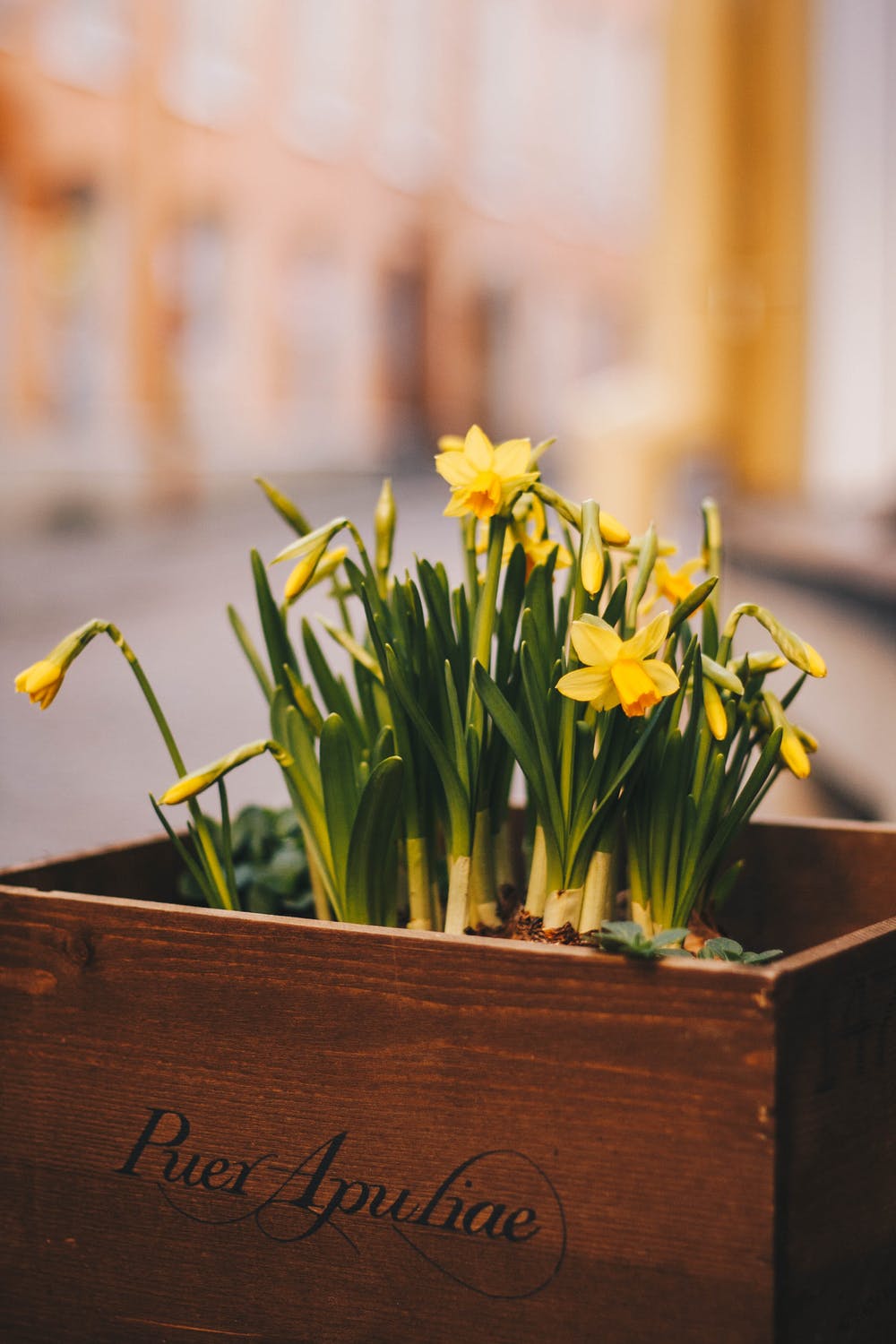 Mini Daffodil - Tete a Tete Realmdrop Shop