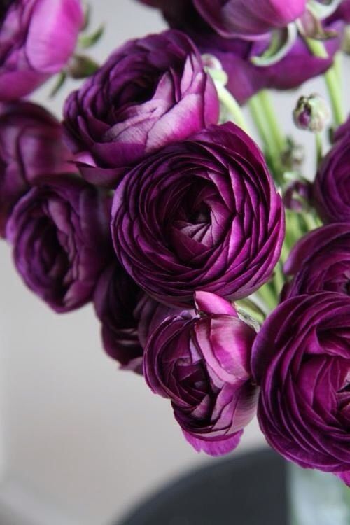 Persian Buttercup 'Ranunculus' - Maleficent Purple