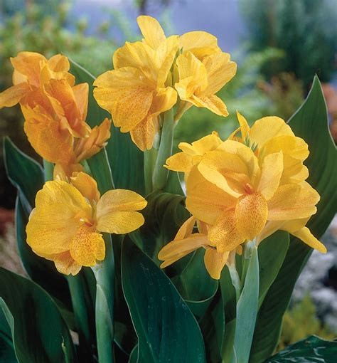 Canna Lily - Gold