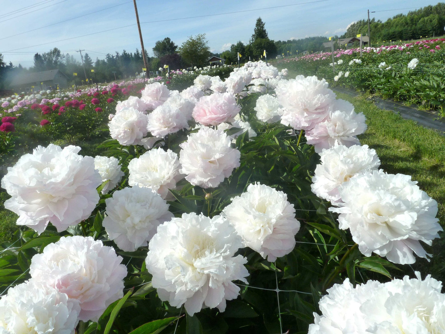 Peony - Fragrant - Shirley Temple - Pale Pink and White