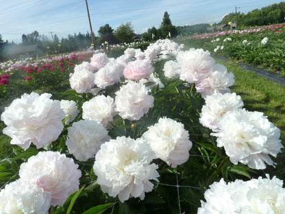 Peony - Fragrant - Shirley Temple - Pale Pink and White