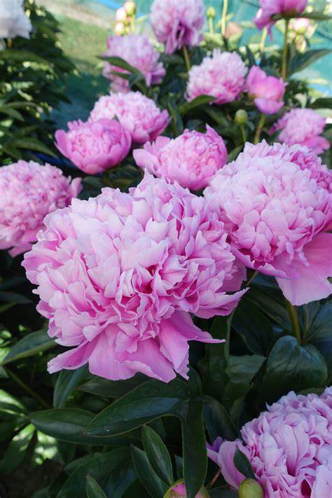 Peony - Fragrant - Monsier Jules Elie - Ruffled Pink