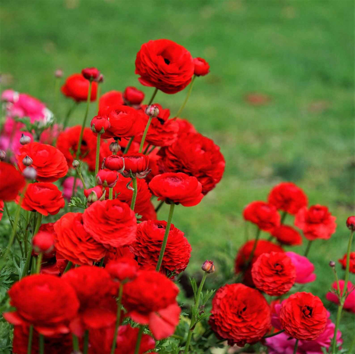 Persian Buttercup 'Ranunculus' - Heart Red