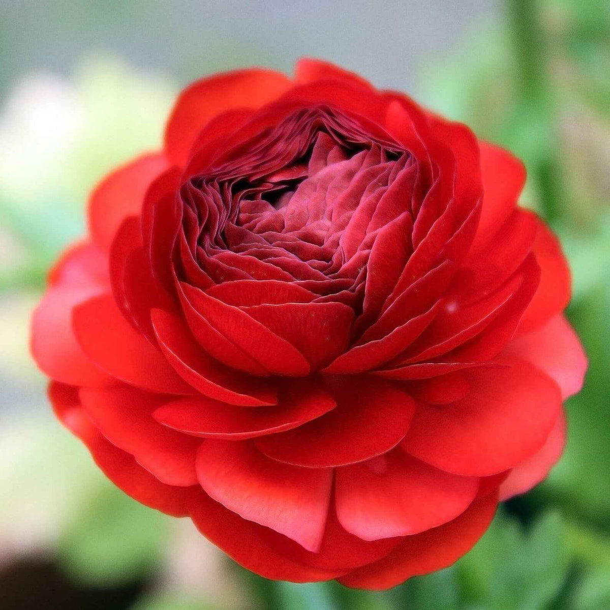 Persian Buttercup 'Ranunculus' - Heart Red