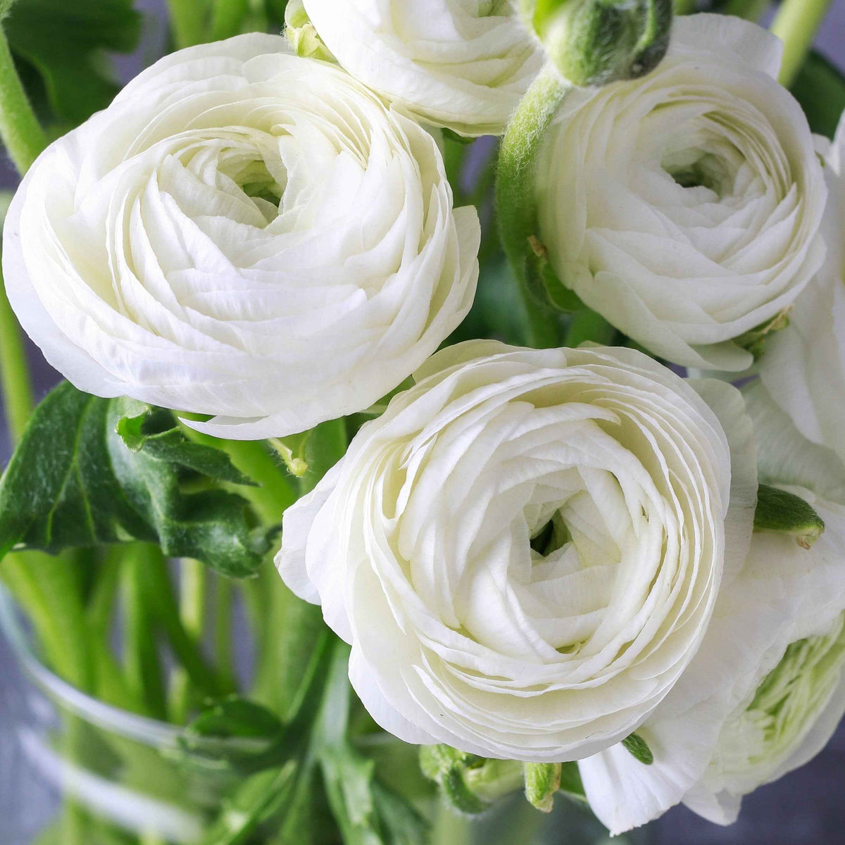 Persian Buttercup 'Ranunculus' - Snow White
