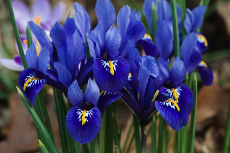 Dwarf Iris Reticulata Harmony