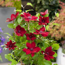 Load image into Gallery viewer, Clematis Red Riding Hood
