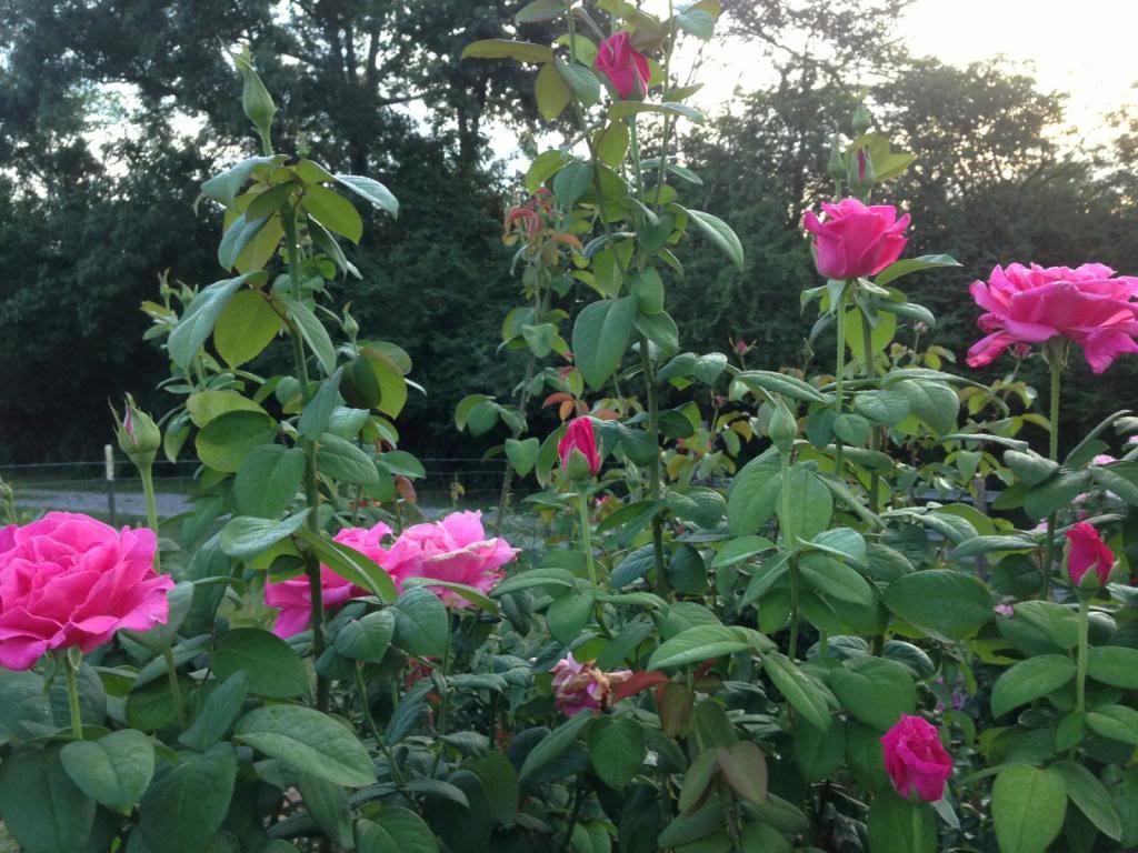 Rose - Hybrid Tea - Perfume Delight