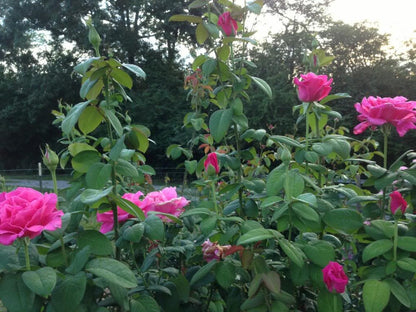 Rose - Hybrid Tea - Perfume Delight