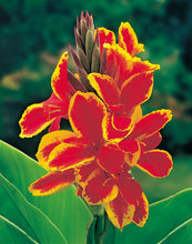 Load image into Gallery viewer, Canna Lily - Dwarf - Golden Red
