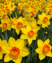 Load image into Gallery viewer, Daffodil - Sunrise
