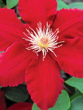 Load image into Gallery viewer, Clematis Queen of Hearts
