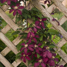 Load image into Gallery viewer, Clematis Red Wine
