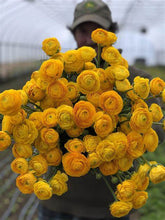Load image into Gallery viewer, Persian Buttercup &#39;Ranunculus&#39; - Sunkissed Gold
