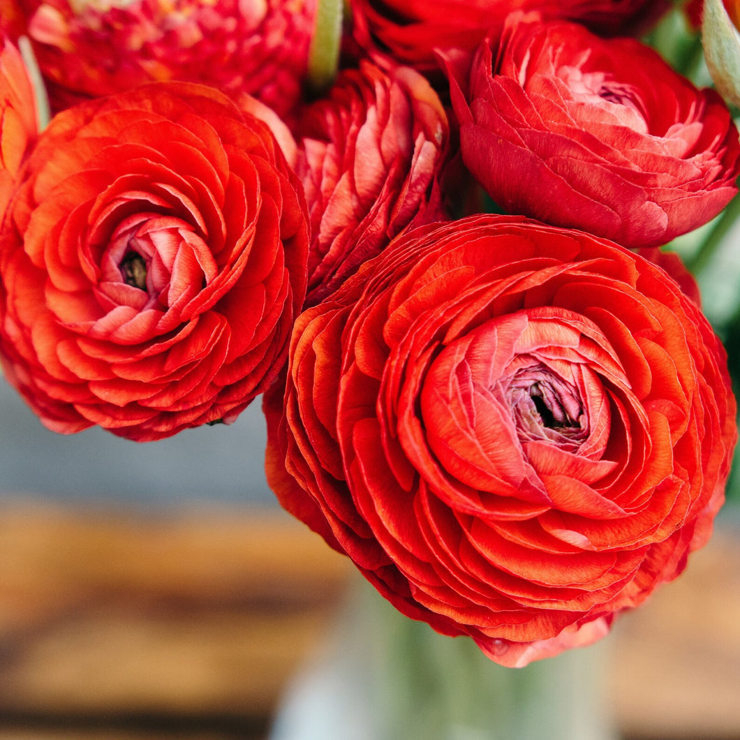 Persian Buttercup 'Ranunculus' - Heart Red