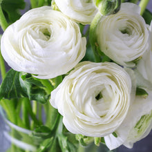 Load image into Gallery viewer, Persian Buttercup &#39;Ranunculus&#39; - Snow White
