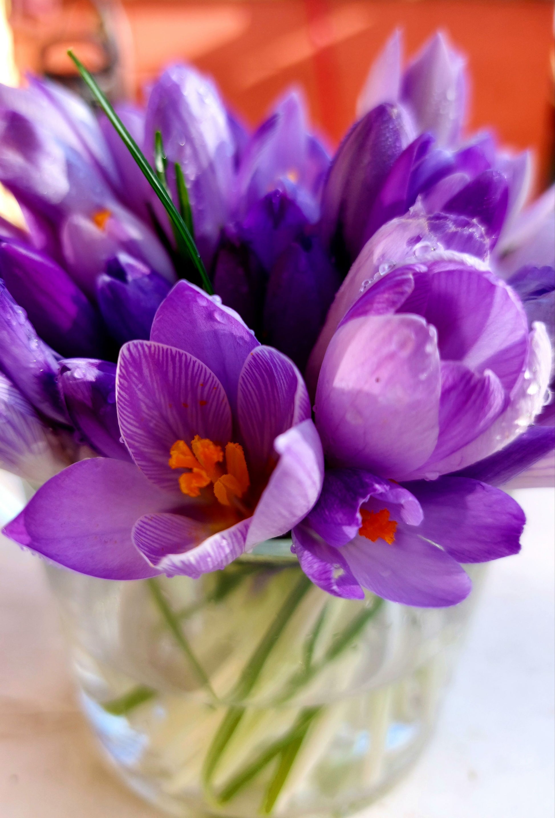 Saffron Crocus Flower Bulbs Realmdrop Shop