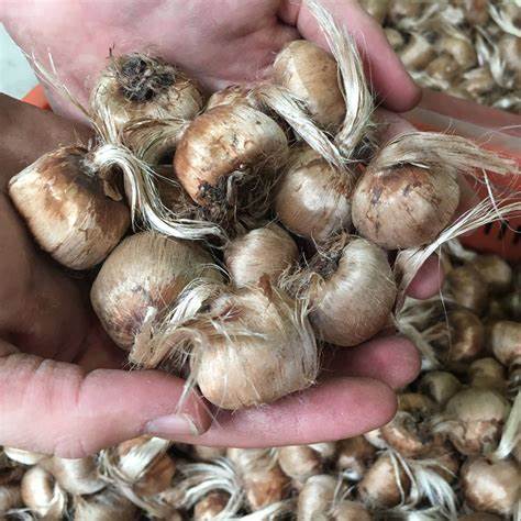 Saffron Crocus Flower Bulbs Realmdrop Shop