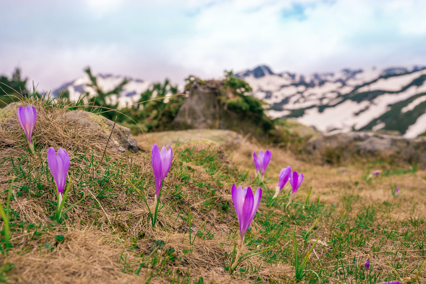 Saffron Crocus Flower Bulbs Realmdrop Shop