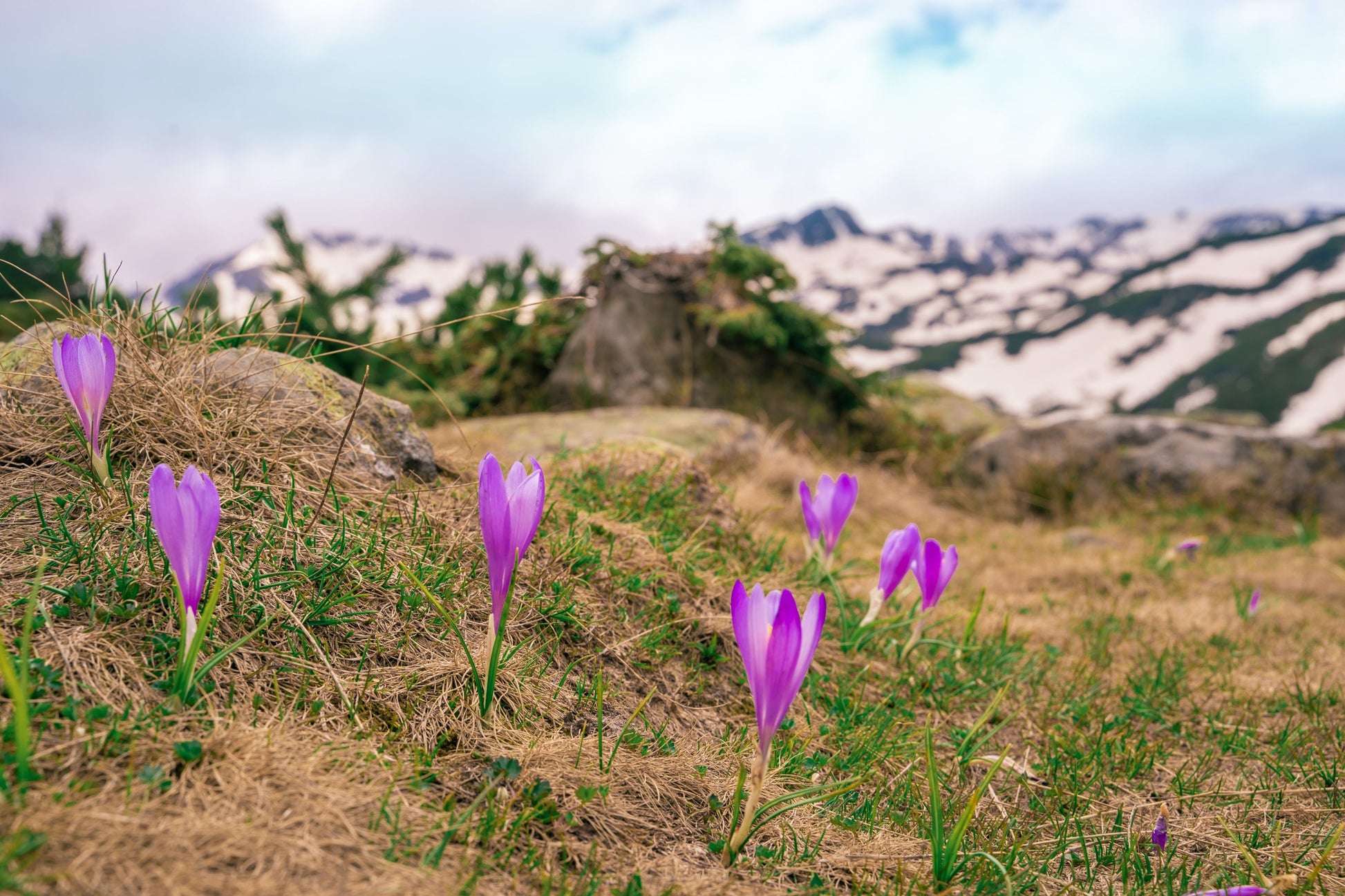 Saffron Crocus Flower Bulbs Realmdrop Shop
