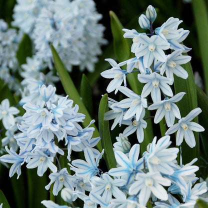 Siberian Squill - The Mini Hyacinth Realmdrop Shop