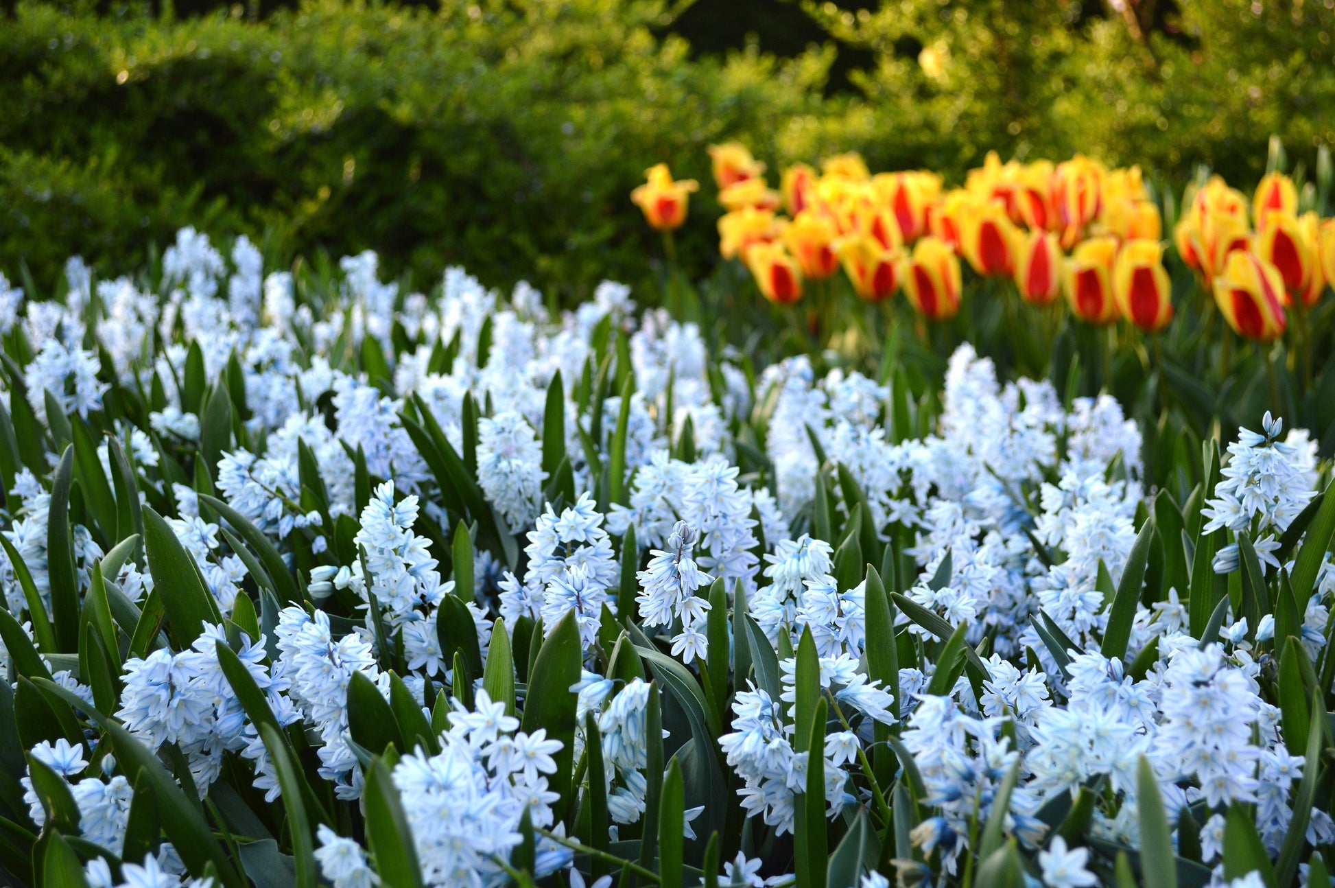 Siberian Squill - The Mini Hyacinth Realmdrop Shop