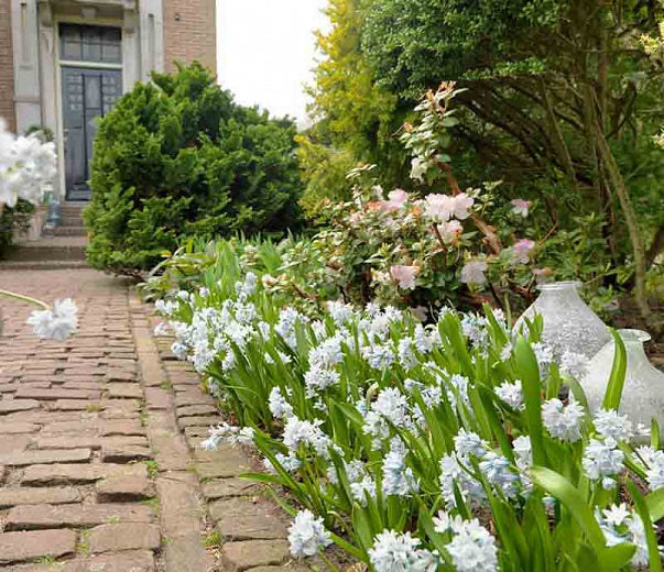 Siberian Squill - The Mini Hyacinth Realmdrop Shop